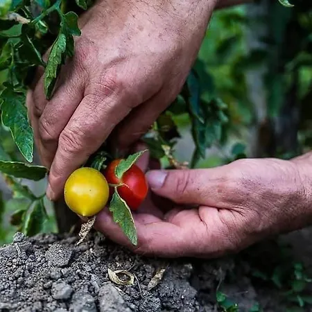 Azienda Agricola Ausono *