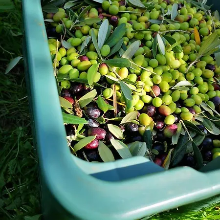 Azienda Agricola Ausono Farm stay *