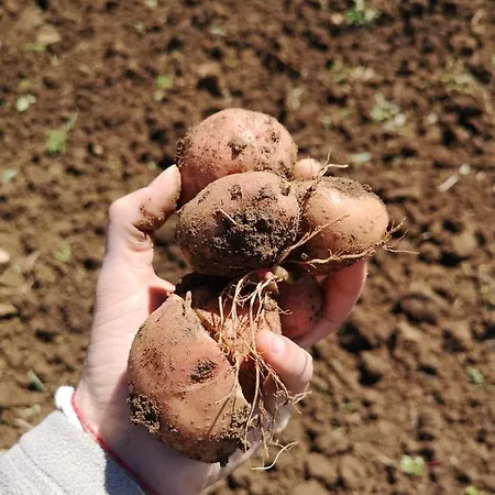 Azienda Agricola Ausono Farmház Piaggine